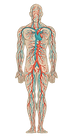 artère, veine, circulatoire, vasculaire