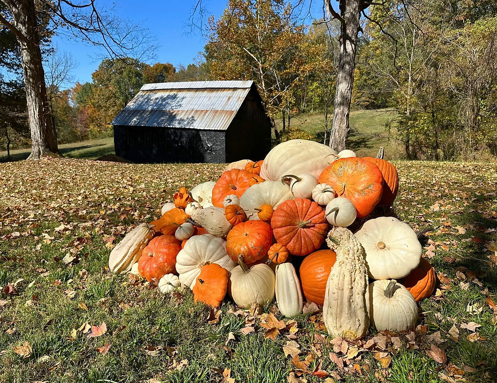 DRYROSE☆LAYERED PUMPKIN OPS Ol Zeb's | Xtra Large | Pumpkins | Products | Vegetables