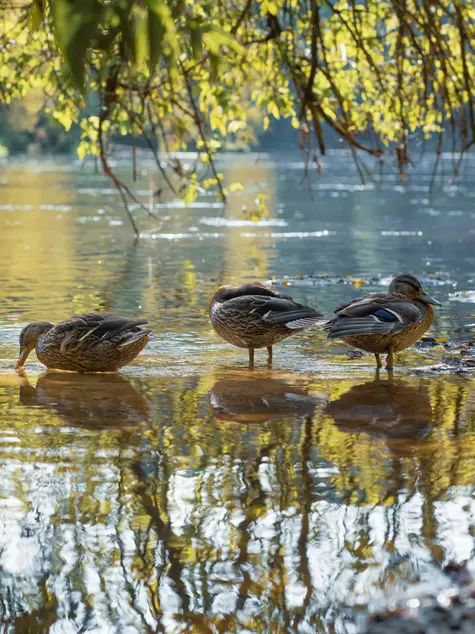 Ducks wading in shallow, glistening water.