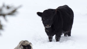 Dormant Season Grazing