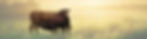 banner no wording.jpg