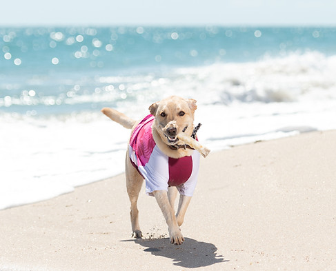 SummerDog-33.jpg