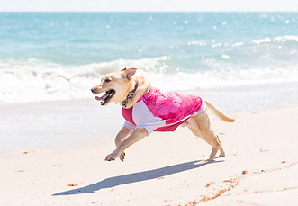 SummerDog-24.jpg