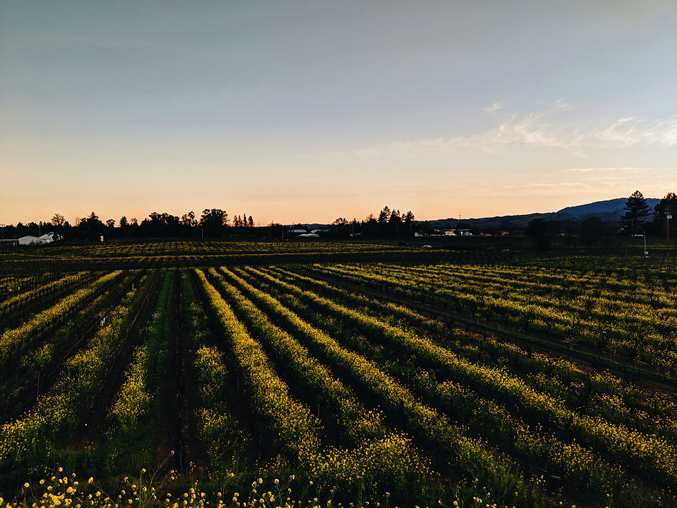 Thumbnail: A Taste of Alexander Valley