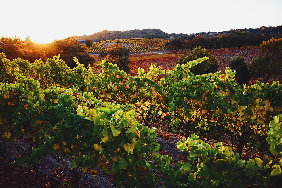 Thumbnail: A Taste of Alexander Valley