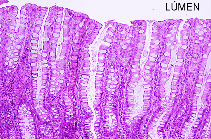 HISTOLOGIA INTEs.jpg