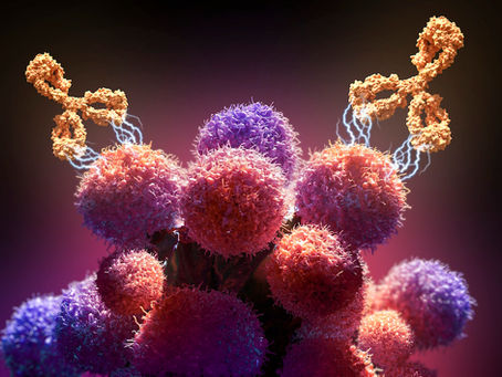 Antibodies binding epitopes