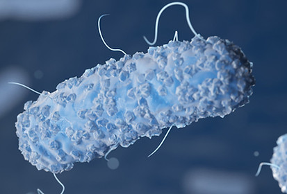 bacteria