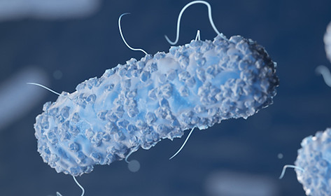 bacteria