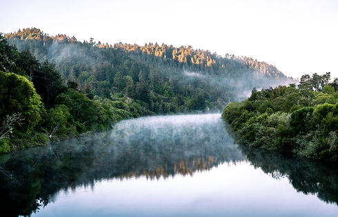 A foggy morning on the Russian River with pine trees and redwood trees on the banks .jpg