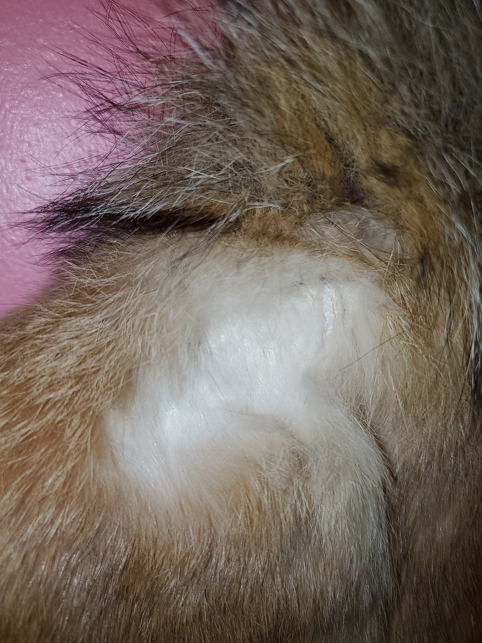 Thumbnail: Fur Vest size L