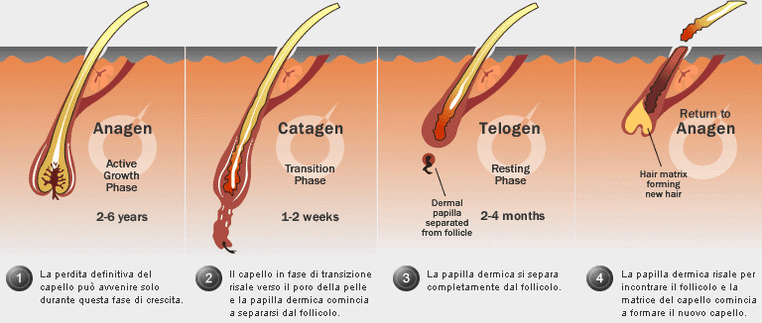Fasi del pelo
