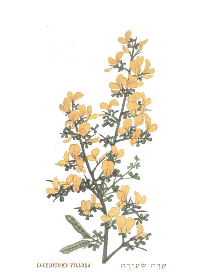 תמונה ממוזערת: תמונת עץ פרחים