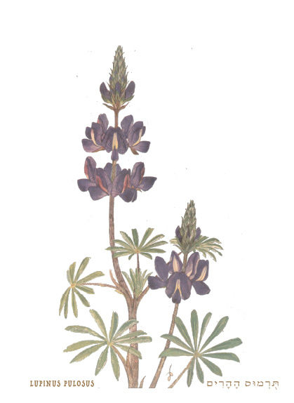 תמונה ממוזערת: תמונת עץ פרחים