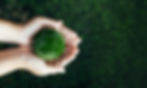 Meer Tinten Groen, groene links
