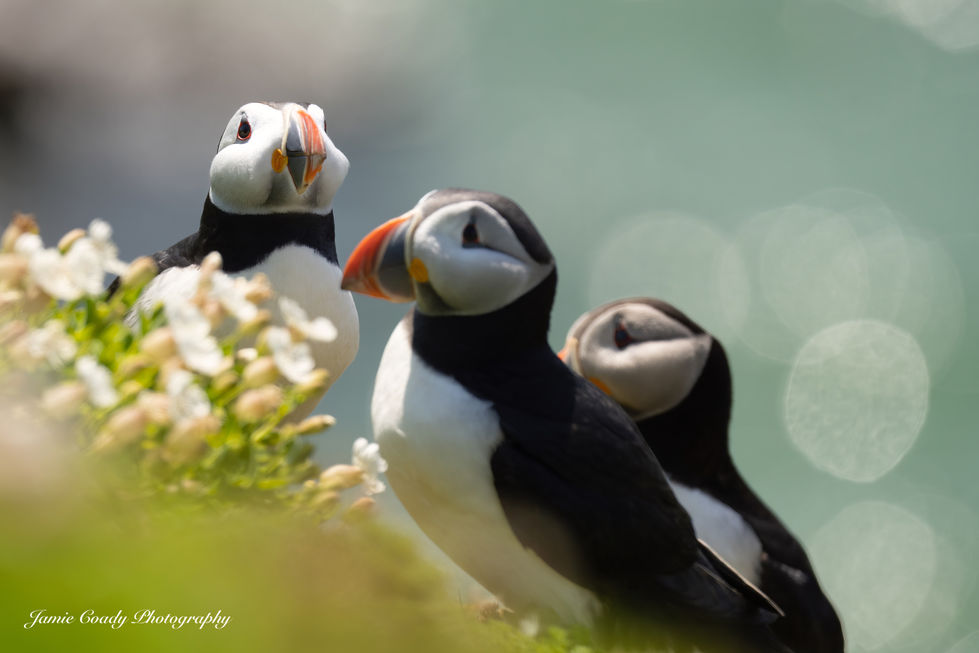 Untitled-118-topaz-denoise-sharpen