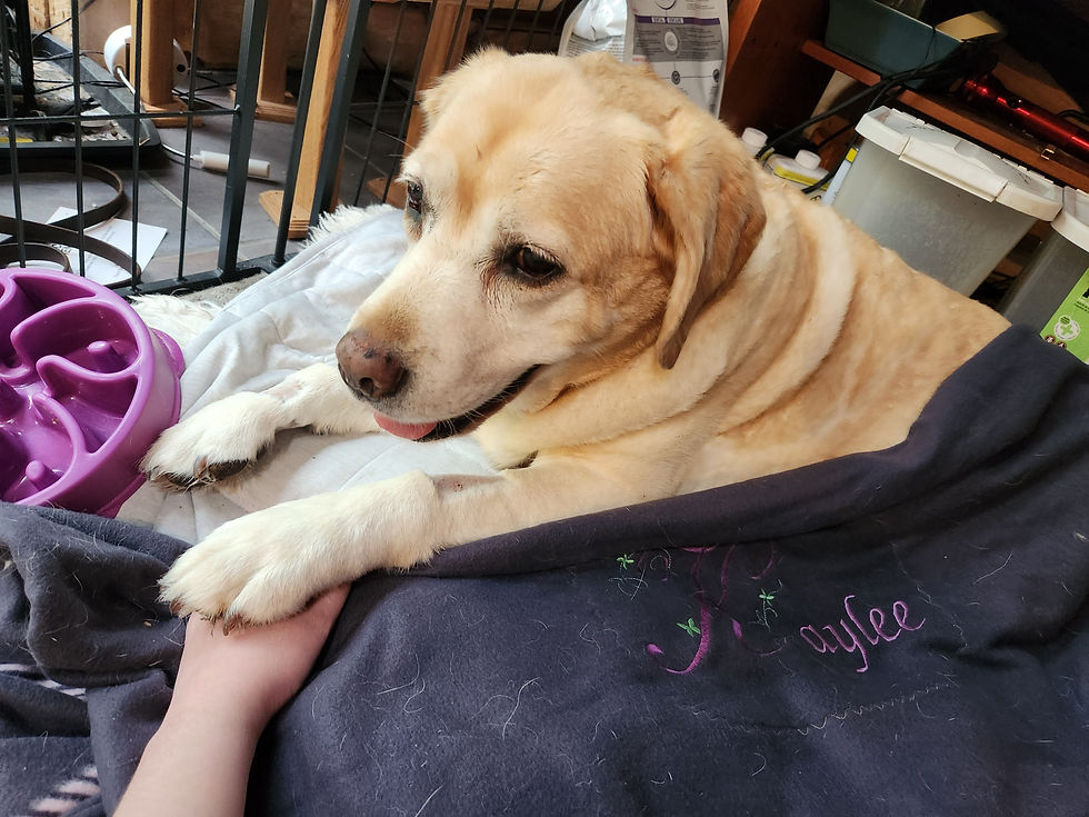 Kaylee Blanket with Kaylee Paw on Hand