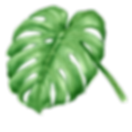 Hojas tropicales 7