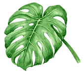 Tropical Leaves 7