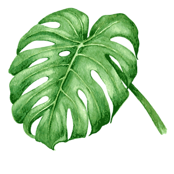Les feuilles tropicales 7
