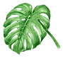 Tropical Leaves 7