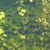 Thumbnail: Peach Banquet "Rubber Leaves" tape