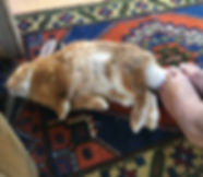 neal kit rabbit.jpeg
