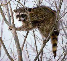 Wildlife Removal Solutions are  $350 and up.