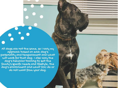 Discover the magic of Serenity Pet’s Board and Train Program