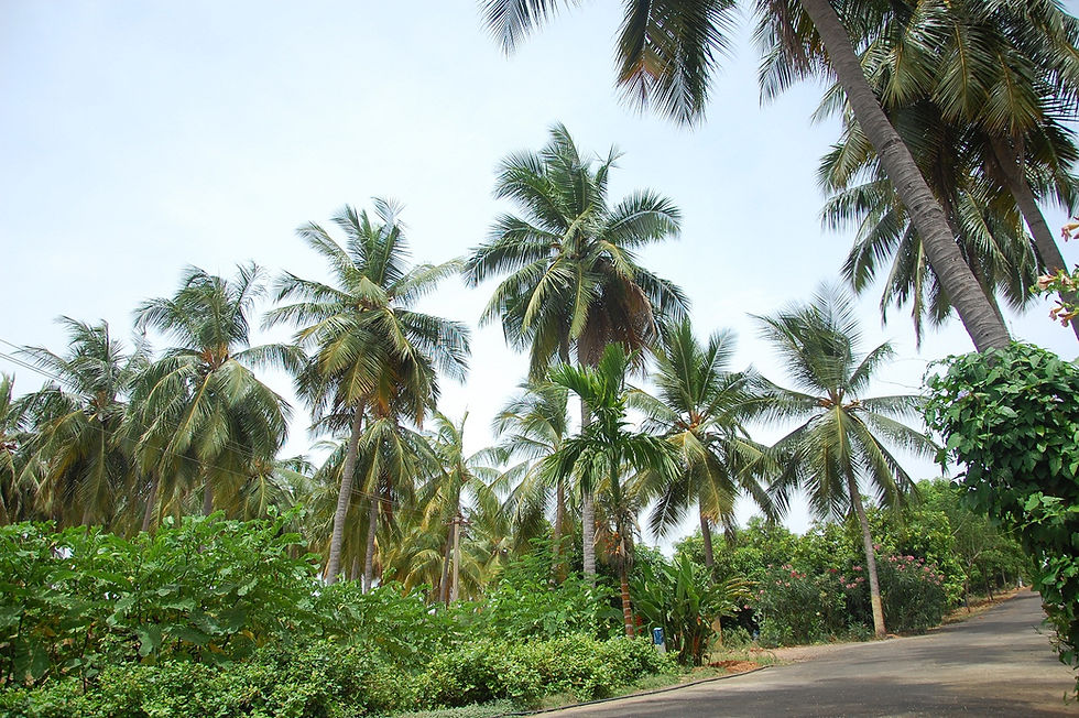 jemiholiday resort (4)