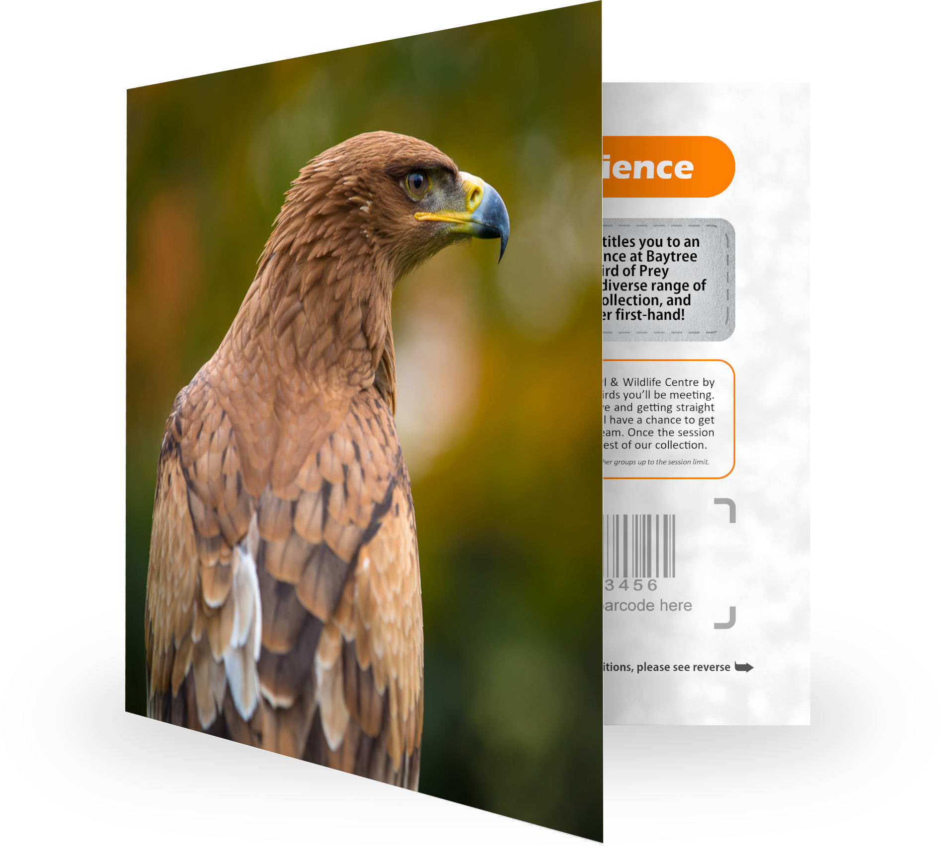 Bird of Prey Experience Voucher (Gift Card)