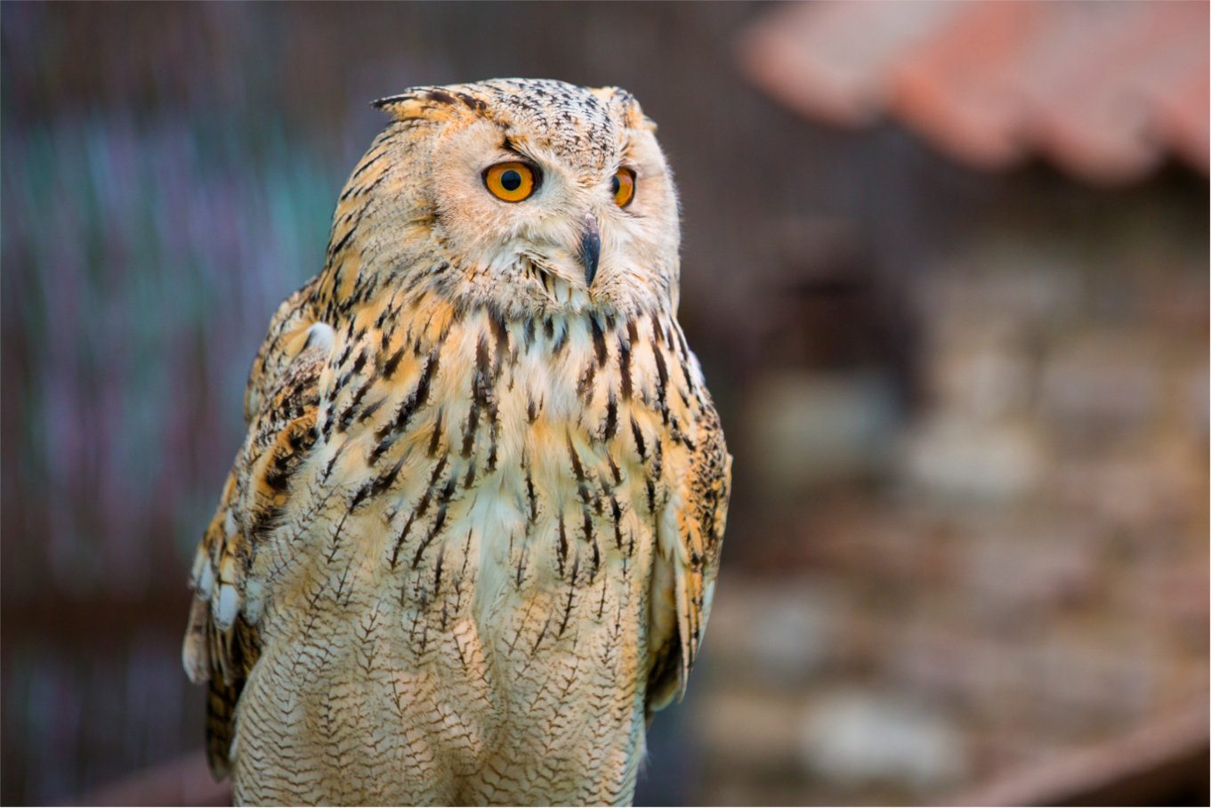 Western Siberian Eagle Owl EncyclOWLpedia Baytree Owl and Wildlife