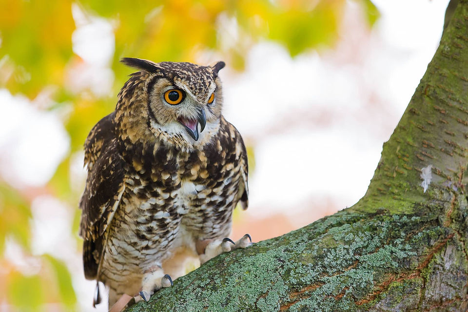 mackinders eagle owl at baytree owl and wildlife centre
