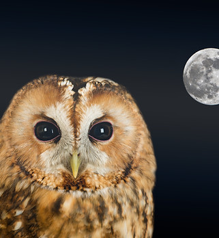 owl_evening.jpg