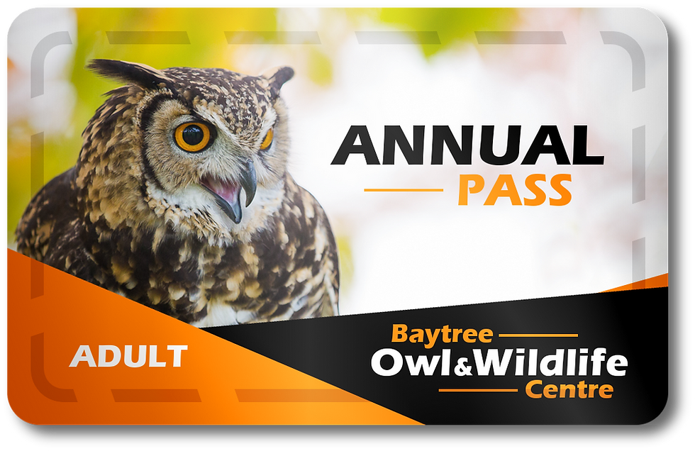 Adult Annual Pass