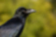 A close-up profile view of a raven's head, seen from the side
