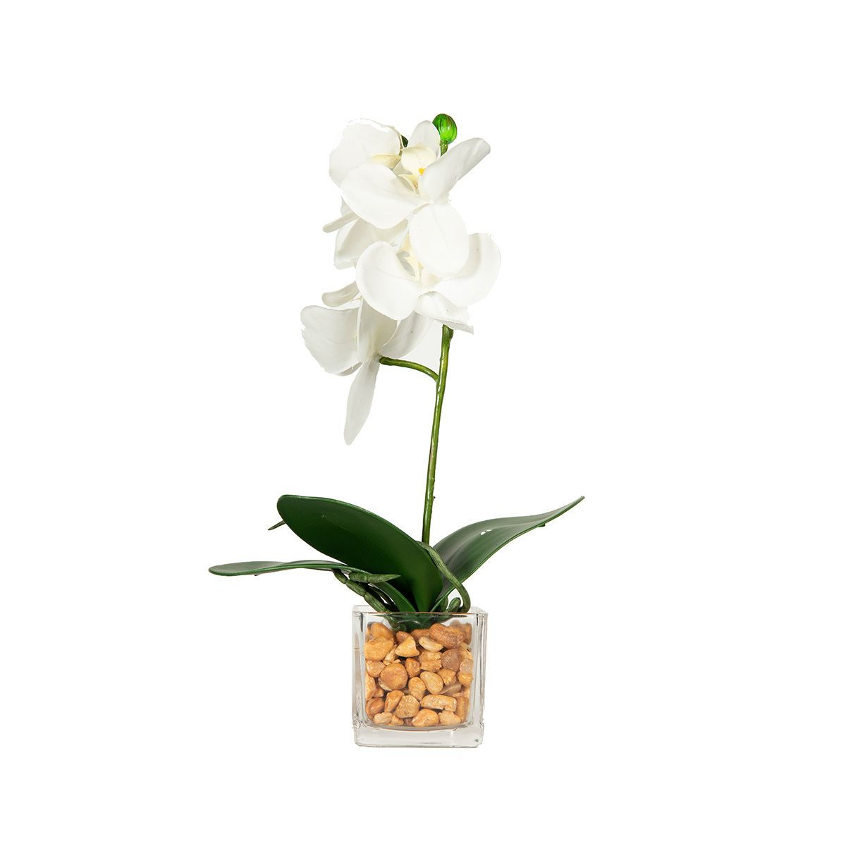 Orquidea en maceta de vidrio