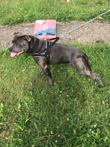 nobby dog harness size guide