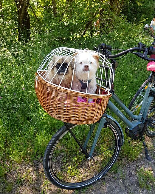 Hundegeburtstag-radltour-vierbeiner-Radfahren-mit-Hund-Fahrradkorb-fuer-Hunde.jpeg