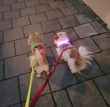 Lechthalsband-für-Hunde-unterschiedliche-Farben-Halsband-Yoda-Freddy-München-Wiederausladb