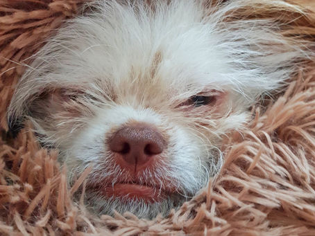 Freddy & Yoda auf Wolke 7 | Unser flauschiger Favorit unter den Hundebetten