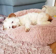 Hundebett-Hundekorb-Hundekissen-Kuschelett-für-kleine-Hunde-Schlafplatz-für-Hunde-Yoda-Fre