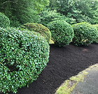 Landscape Project - Pruning and Mulch Installation