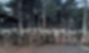 İstanbul Paintball Etkinliği