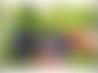 Premium Jumbo Black Seedless grapes harvested from a vineyard in Junnar, Pune.