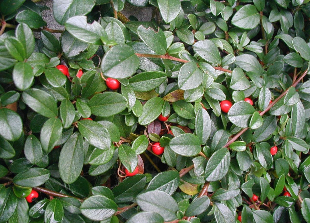 9 BERRY SHRUBS TO ATTRACT BIRDS TO YOUR GARDEN