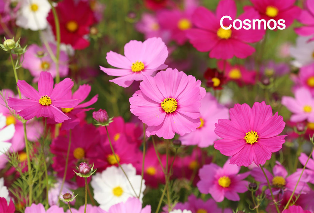 18 BEST FULL SUN ANNUALS FOR BEES AND OTHER POLLINATORS