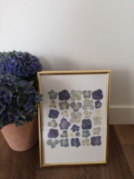 Hortensias