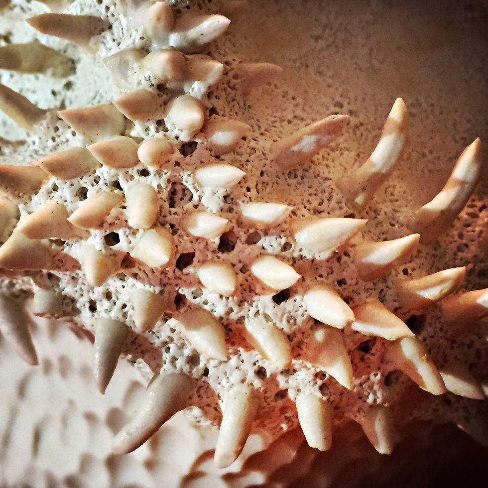 Bonespine vessel, detial