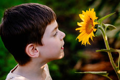 Kisfiú napraforgót szagol
